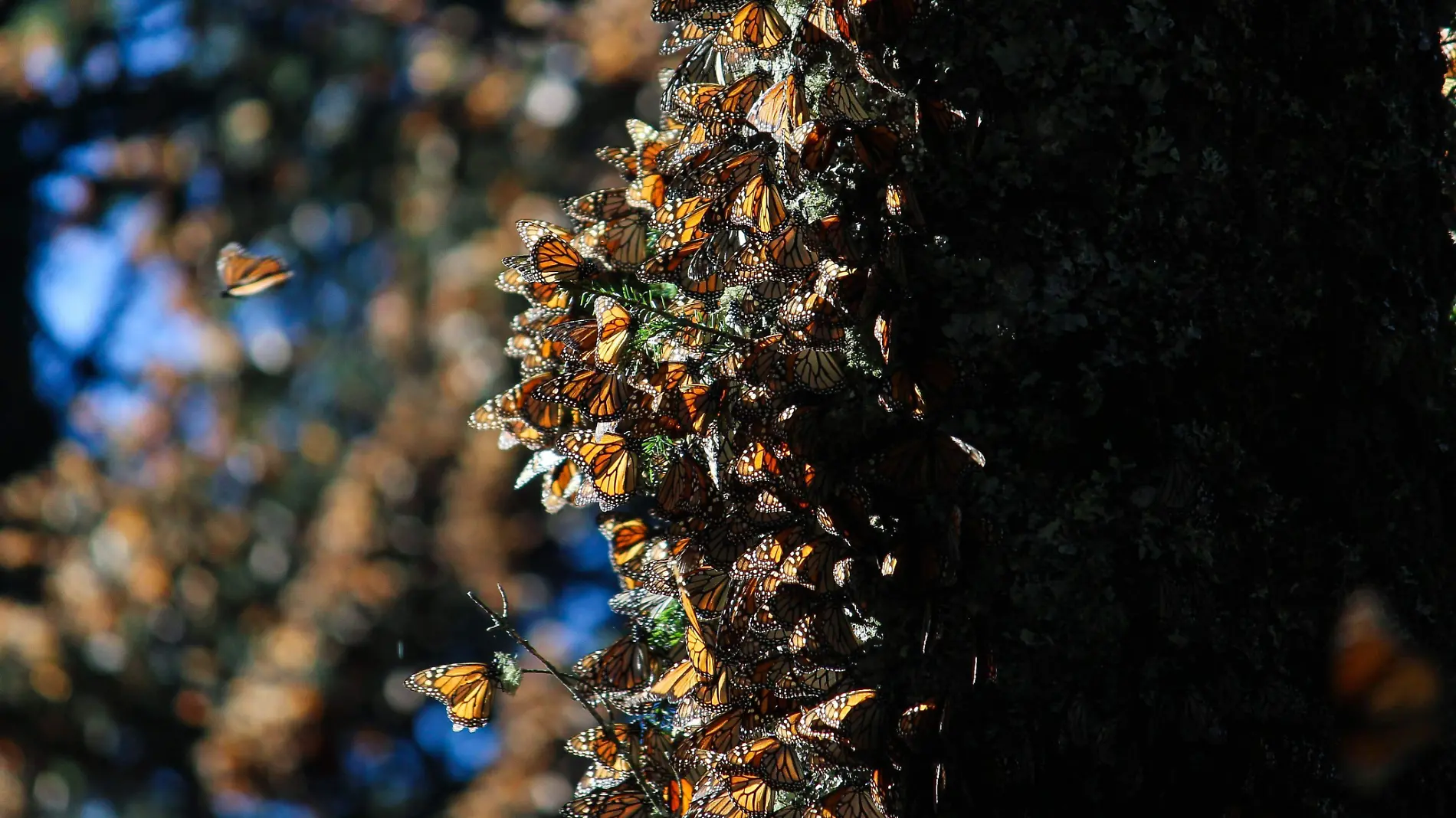 mariposa monarca javg